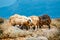 Half-wild sheeps graze on pasture, Greece