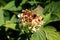 Half withered Hydrangea or Hortensia garden shrub with bunch of flowers surrounded with thick green leaves