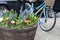 Half wooden barrel as a planter with flowers on a street pavement  with bike in background