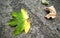 A half-yellow maple leaf. Autumn.