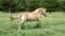 Halflinger Horse Running in Grassy Field