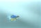 Halfmoon Siamese Fighting Fish - Betta Splendens Blue Yellow