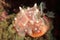 Halgerda Batangas Nudibranch Laying Eggs