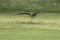 Haliaeetus albicilla - A falconed sea eagle flies low above the ground. Beneath it is green grass