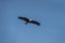 Haliaeetus leucoryphus or Pallas`s fish eagle or sea eagle or band tailed fish eagle with full wingspan flying high in blue sky