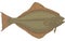 Halibut Flatfish Illustration