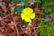 Halimium lasianthum subsp. alyssoides Lam. Greuter , yellow flower