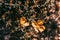 Halimium Libanotis - Wild Yellow Flower