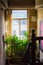 Hall or corridor inside of an old house with wooden steps, an interior plant and a window with light passing through it