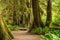 Hall of Mosses in the Hoh Rainforest of Olympic National Park