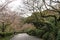 Halla Arboretum forest road at spring in Jeju Island, Korea