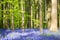 Hallerbos Bluebells Forest, Belgium.