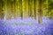 Hallerbos Bluebells Forest, Belgium.