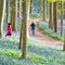 Hallerbos Bluebells Forest, Belgium.