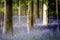 Hallerbos enchanted forest in Belgium, bluebells flowers in bloom