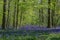 Hallerbos in Halle near Brussels with the giant Sequoia trees and a carpet full of purple blooming bluebells in springtime