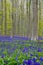 Hallerbos in Halle near Brussels with the giant Sequoia trees and a carpet full of purple blooming bluebells in springtime