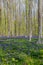 Hallerbos in Halle near Brussels with the giant Sequoia trees and a carpet full of purple blooming bluebells in springtime