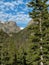 Hallett Peak in Rocky Mountain national park with a tree in the