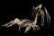 Halloween animal skeletons Scorpions Rats Bats and spider hand made by photographer from silicon moulds