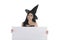 Halloween asian witch with hat holding blank white board