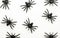 Halloween autumn holiday background with decorative black spiders against white.