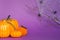 Halloween backgrounds of white, orange and gold pumpkins, spiders and dry branch on a purple background with cobwebs and terrible