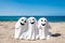 Halloween beach background with three smiling ghosts