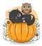 Halloween black cat on pumpkin with owl