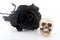 Halloween black rose