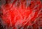 Halloween bloody red grunge abstract background