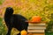 Halloween books.Black cat and books. Stack of books,pumpkins and and black fluffy kitten in the autumn garden.Autumn