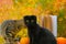 Halloween books.Black cat and books. Stack of books,pumpkins and and black fluffy kitten in the autumn garden.Autumn