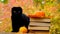 Halloween books and black cat.Halloween holiday symbol.Stack of books,pumpkins and and black kitten in the autumn garden