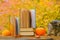 Halloween books. cat and books. Stack of books,pumpkins and and fluffy kitten in the autumn garden.Autumn books. Cozy