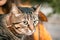 Halloween cat in a girl`s in orange coat hands on an autumn sunset. Celebration and pets concept