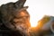 Halloween cat in a girl`s in orange coat hands on an autumn sunset. Celebration and pets concept