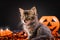 Halloween cats. Fluffy striped cat near a pumpkins on a black background. Holiday pet animals.