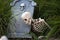 Halloween cemetery Background. Happy Halloween Skeleton on cemetery.