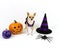 Halloween Chihuahua on a White Background
