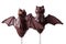Halloween chocolate cake pop bats on white. horizontal