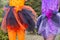Halloween closeup witch orange and purple dress with spiders.