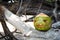 Halloween coconut instead of pumpkin. Symbol of the day of all saints. A face carved on a green coconut like a jack lantern