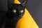 Halloween concept, Black cat. Face of Domestic pet looking attentive with orange witch hat
