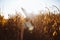 Halloween costume witch girl portrait in a cornfield at sunset. Beautiful serious young woman in witches hat with long black hair