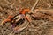 A Halloween Crab entangled in a fence.