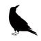 Halloween crow, black raven bird isolated on white. Hand drawn silhouette of black crow. Cute bird. Black raven shape