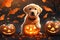 Halloween cute golden labradoodle dog