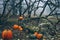 Halloween decoration with pumpkins in dark forest