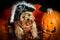 Halloween Dog wearing Pirate hat with Pumpkin